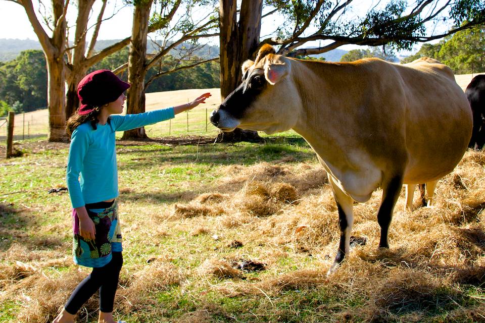 A young girl approaching a Jersey cow with her hand outstretched.