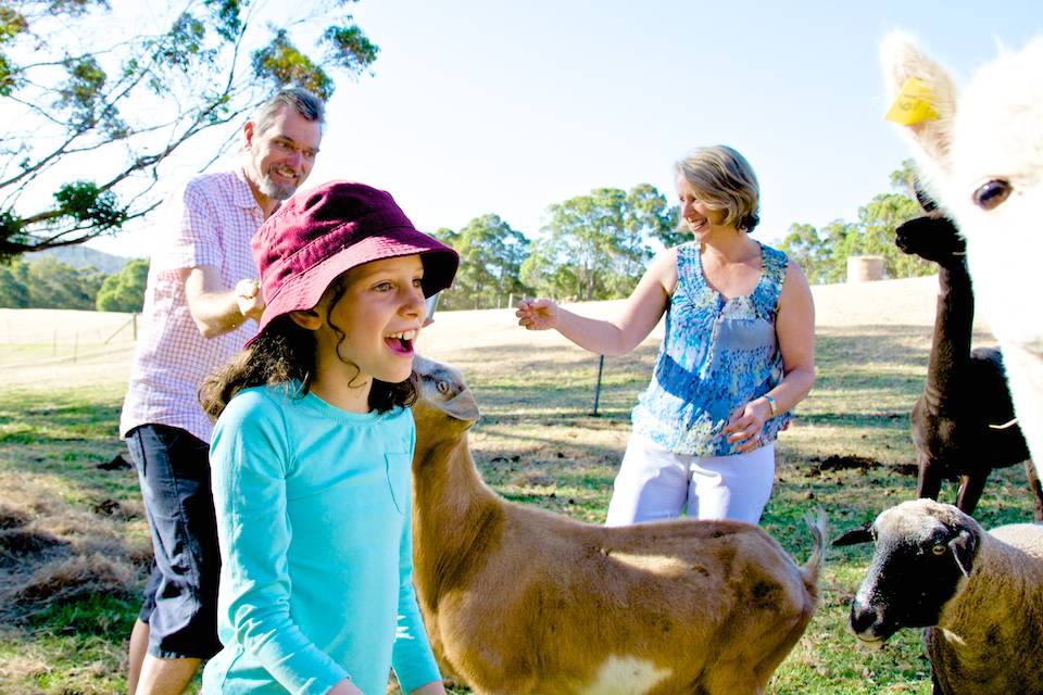 A girl with a delighted look on her face looking at an alpaca.